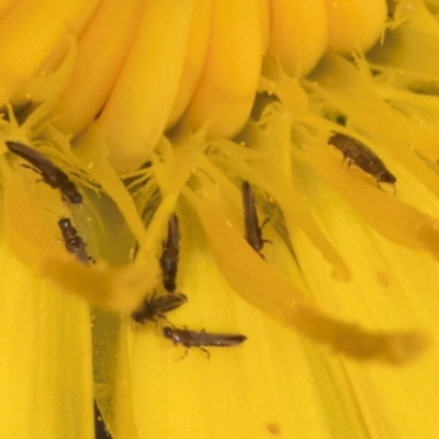 Thysanoptera (order) (Thrips) at Blue Devil Grassland, Umbagong Park (BDG) - 20 Jan 2024 by kasiaaus