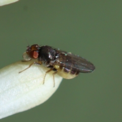 Unidentified True fly (Diptera) at Hughes Grassy Woodland - 19 Jan 2024 by LisaH