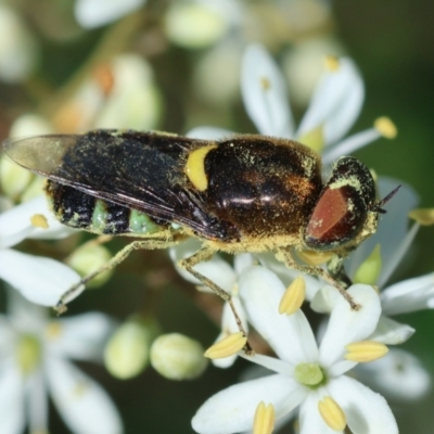 Odontomyia hunteri (Soldier fly) at Red Hill to Yarralumla Creek - 18 Jan 2024 by LisaH