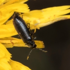 Dasytinae (subfamily) (Soft-winged flower beetle) at Blue Devil Grassland, Umbagong Park (BDG) - 20 Jan 2024 by kasiaaus