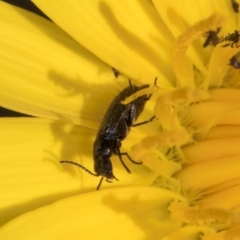 Dasytinae (subfamily) at Latham, ACT - 21 Jan 2024