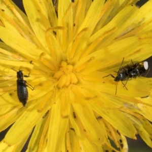 Dasytinae (subfamily) at Blue Devil Grassland, Umbagong Park (BDG) - 21 Jan 2024