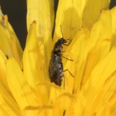 Dasytinae (subfamily) at Blue Devil Grassland, Umbagong Park (BDG) - 21 Jan 2024