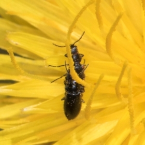 Dasytinae (subfamily) at Latham, ACT - 21 Jan 2024