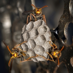 Polistes (Polistella) humilis (Common Paper Wasp) at Weston, ACT - 20 Jan 2024 by Kenp12