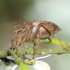 Oxyopes (genus) (Lynx spider) at Hughes Grassy Woodland - 18 Jan 2024 by LisaH