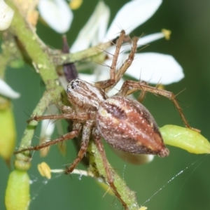 Oxyopes sp. (genus) at Red Hill to Yarralumla Creek - 18 Jan 2024