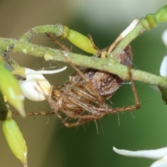 Oxyopes sp. (genus) at Red Hill to Yarralumla Creek - 18 Jan 2024