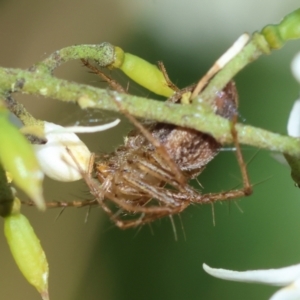 Oxyopes sp. (genus) at Red Hill to Yarralumla Creek - 18 Jan 2024