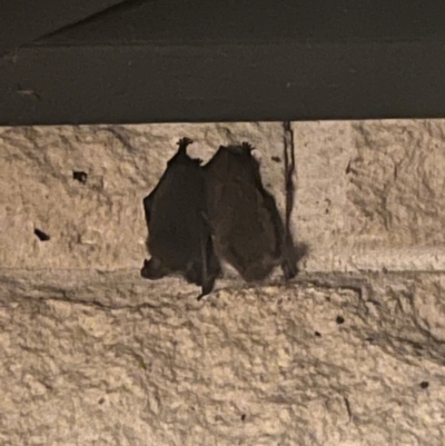 Nyctophilus sp. (genus) (A long-eared bat) at Wollondilly Local Government Area - 17 Jan 2024 by bufferzone