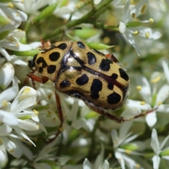 Neorrhina punctata (Spotted flower chafer) at Red Hill to Yarralumla Creek - 18 Jan 2024 by LisaH