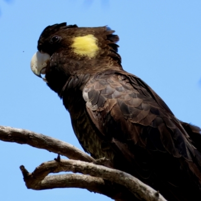 Zanda funerea (Yellow-tailed Black-Cockatoo) at Deakin, ACT - 21 Jan 2024 by LisaH