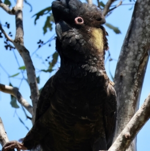 Zanda funerea at Red Hill Nature Reserve - 21 Jan 2024