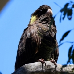 Zanda funerea at Red Hill Nature Reserve - 21 Jan 2024 11:46 AM