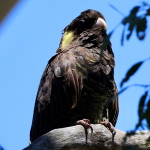 Zanda funerea at Red Hill Nature Reserve - 21 Jan 2024