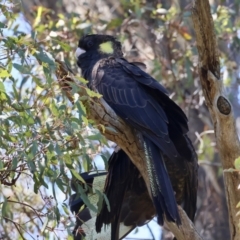 Zanda funerea at Red Hill Nature Reserve - 21 Jan 2024