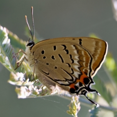 Jalmenus ictinus (Stencilled Hairstreak) at Deakin, ACT - 21 Jan 2024 by LisaH