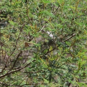 Jalmenus ictinus at Red Hill Nature Reserve - 21 Jan 2024