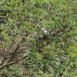 Jalmenus ictinus at Red Hill Nature Reserve - 21 Jan 2024 11:34 AM