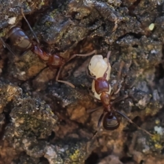 Papyrius sp. (genus) (A Coconut Ant) at Red Hill, ACT - 20 Jan 2024 by LisaH