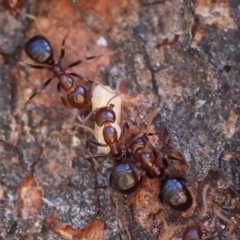 Papyrius sp. (genus) at Red Hill, ACT - suppressed