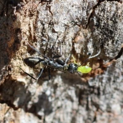 Camponotus aeneopilosus (A Golden-tailed sugar ant) at Red Hill Nature Reserve - 21 Jan 2024 by LisaH