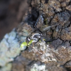 Camponotus aeneopilosus at Red Hill Nature Reserve - 21 Jan 2024