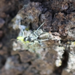 Camponotus aeneopilosus at Red Hill Nature Reserve - 21 Jan 2024