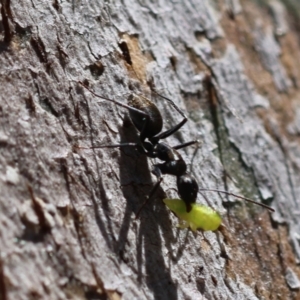 Camponotus aeneopilosus at Red Hill Nature Reserve - 21 Jan 2024