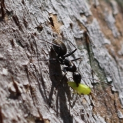Camponotus aeneopilosus at Red Hill Nature Reserve - 21 Jan 2024