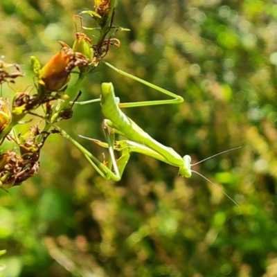 Unidentified Praying mantis (Mantodea) at Isaacs, ACT - 20 Jan 2024 by Mike