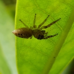 Opisthoncus sp. (genus) (Unidentified Opisthoncus jumping spider) at Isaacs, ACT - 20 Jan 2024 by Mike