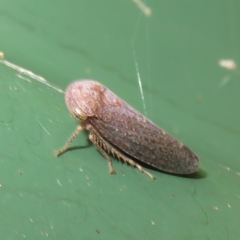 Rhotidoides punctivena (Leafhopper) at Flynn, ACT - 20 Jan 2024 by Christine