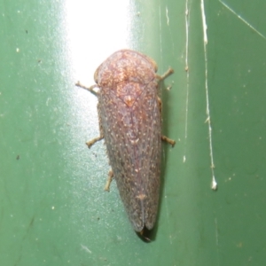 Rhotidoides punctivena at Flynn, ACT - 20 Jan 2024 03:17 PM