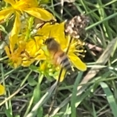 Apis mellifera (European honey bee) at Deakin, ACT - 20 Jan 2024 by JamonSmallgoods