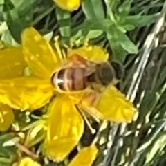 Apis mellifera at Red Hill NR (RED) - 21 Jan 2024 08:50 AM