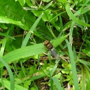 Odontomyia sp. (genus) at Kambah, ACT - 20 Jan 2024