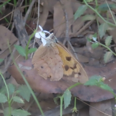 Heteronympha merope (Common Brown Butterfly) at Monga, NSW - 21 Jan 2024 by MatthewFrawley