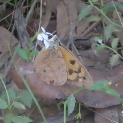 Heteronympha merope (Common Brown Butterfly) at Monga National Park - 21 Jan 2024 by MatthewFrawley