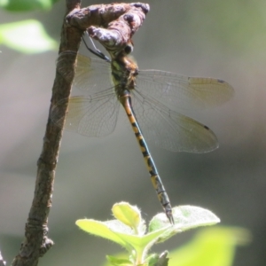 Hemicordulia australiae at Flynn, ACT - 19 Jan 2024