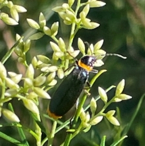 Chauliognathus lugubris at Red Hill NR (RED) - 21 Jan 2024