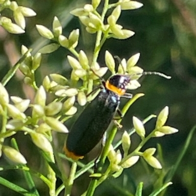 Chauliognathus lugubris (Plague Soldier Beetle) at Red Hill NR (RED) - 20 Jan 2024 by JamonSmallgoods