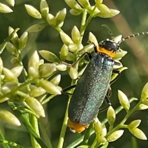 Chauliognathus lugubris at Red Hill NR (RED) - 21 Jan 2024