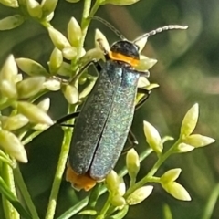 Chauliognathus lugubris at Red Hill NR (RED) - 21 Jan 2024