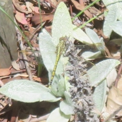 Orthetrum caledonicum (Blue Skimmer) at Flynn, ACT - 19 Jan 2024 by Christine