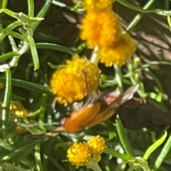 Cryptocephalinae (sub-family) (A case-bearing leaf beetle) at Deakin, ACT - 20 Jan 2024 by JamonSmallgoods