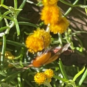 Cryptocephalinae (sub-family) at Red Hill NR (RED) - 21 Jan 2024 09:19 AM