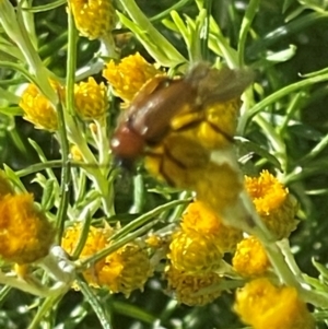 Cryptocephalinae (sub-family) at Red Hill NR (RED) - 21 Jan 2024 09:19 AM