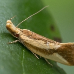 Thema psammoxantha (A concealer moth) at Duffy, ACT - 20 Jan 2024 by patrickcox