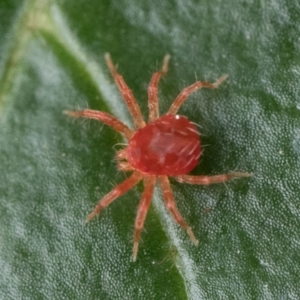 Anystidae (family) at Duffy, ACT - 20 Jan 2024 10:00 AM